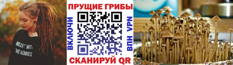 Псилоцибиновые грибы Psilocybine cubensis  Лениногорск 